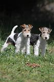 FOX TERRIER 166